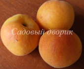 Абрикос Олимп (черенок)