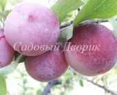 Слива китайская Аленушка (ПАК8)