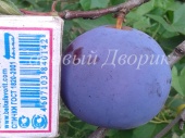 Слива домашняя Стартовая (черенок)