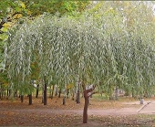 Ива Серебристая (С3)