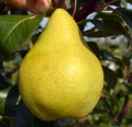 Груша (черенок) Груша (черенок)