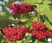 Калина Красная гроздь (СУМ20)