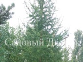 Лиственница Сибирская (С7,5)