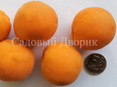 Абрикос Триумф Севера (ПАК3)