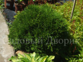 Туя западная Даника (Р9)