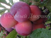 Слива китайская Тюменская Красавица (ПАК3)