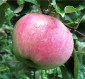 Яблоня Апорт Алмаатинский (черенок)