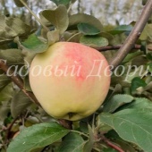 Яблоня Устойчивое (черенок)
