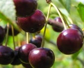 Вишня Ливенская (черенок)