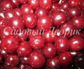 Вишня Десертная Морозовой (черенок)