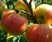 Яблоня Таватуй (черенок)