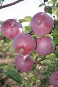 Яблоня Орлик (черенок)