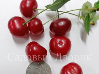 Вишня степная Уральская черешня (ПАК3) корнесобственная