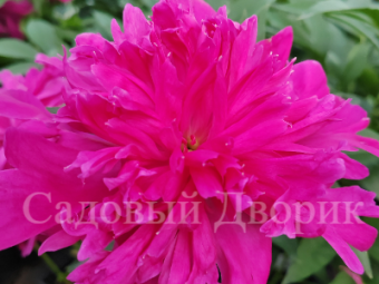 Пион Инспектор Лавернье (СС3)