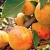 Абрикос Левицкого (черенок)