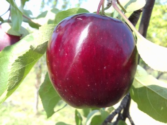 Яблоня Ред Ранний (черенок)